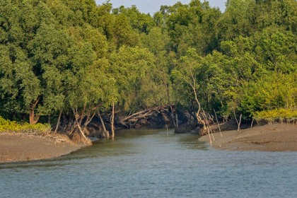 সুন্দরবন থেকে হরিণের মাংস জব্দ