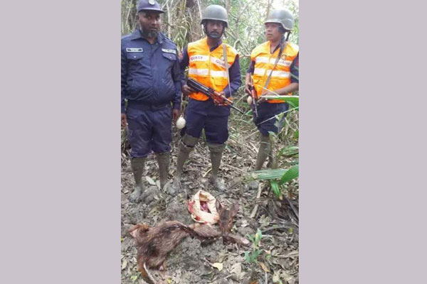 সুন্দরবনে হরিণের মাংস উদ্ধার 

