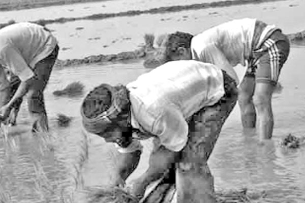 নতুন জাতের বোরো আবাদে ব্যস্ত কৃষক