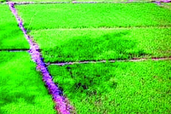 বগুড়ায় বোরো চাষের প্রস্তুতি