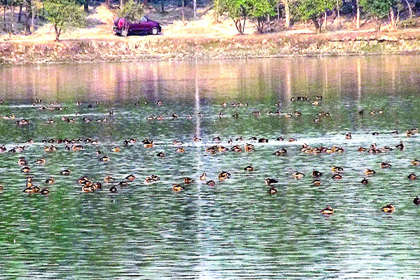 নীলফামারীর নীলসাগরে অতিথি পাখির কলরব