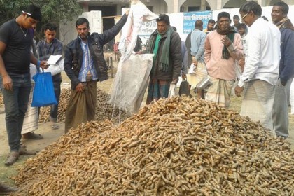 বাগাতিপাড়ায় হলুদের দাম না পেয়ে হতাশ চাষিরা

