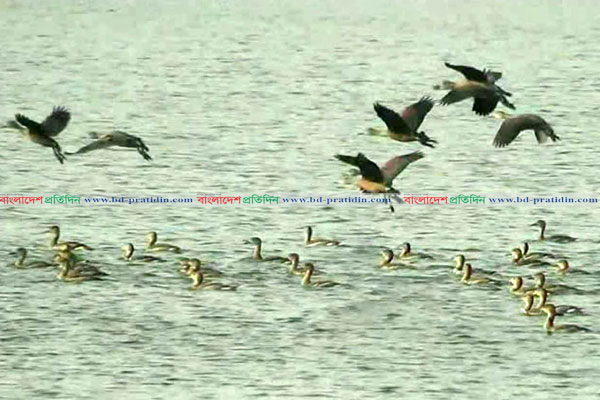 অতিথি পাখির কলকাকলিতে মুখরিত রামরায় দিঘি