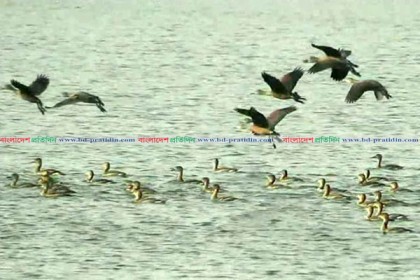 অতিথি পাখির কলকাকলিতে মুখরিত রামরায় দিঘি