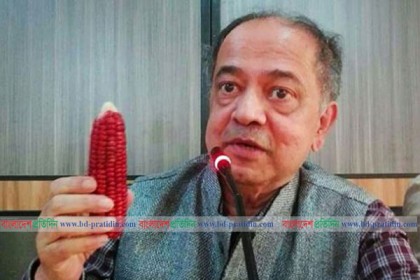 ড. আবেদ চৌধুরীর নতুন উদ্ভাবন 'রঙিন ভুট্টা'