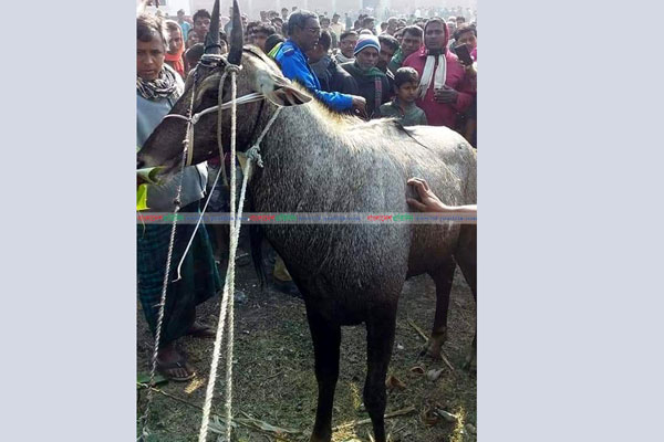 বনগরু আটক

