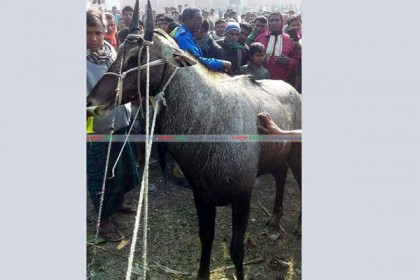 বনগরু আটক

