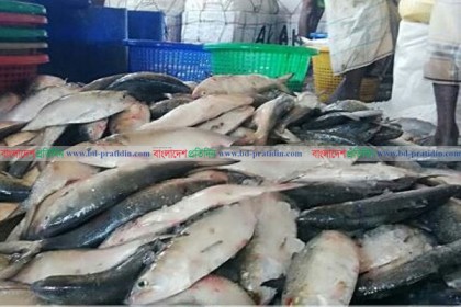 টেকনাফে বড় আকারের ইলিশের মণ ১৪ হাজার টাকা
