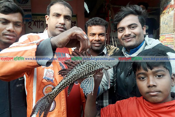 নাটোরে বিরল প্রজাতির মাছ দেখতে ভিড়