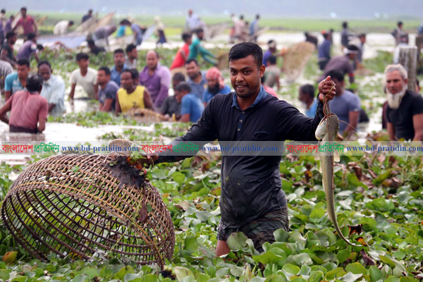 পলো বাওয়া উৎসব