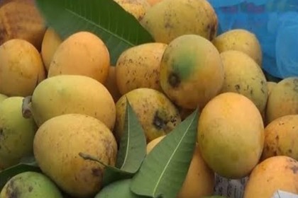জিআই পণ্যের নিবন্ধন পেল চাঁপাইনবাবগঞ্জের খিরসাপাত আম