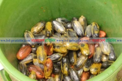পাঁচ ব্যবসায়ীর পেটে ১০ হাজার ইয়াবা! 

