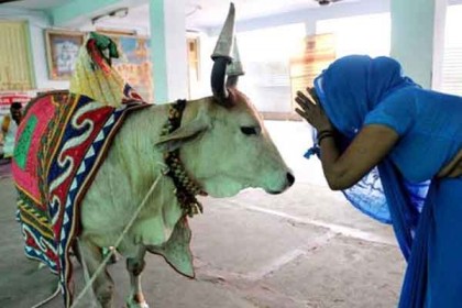ভারতে এবার ভাতা পাবে গরু!