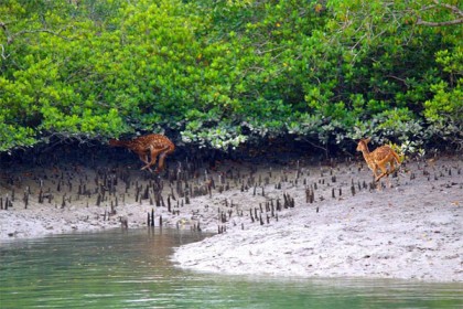 সুন্দরবনে মাছ ধরার অনুমতি নিয়ে হরিণ শিকার!