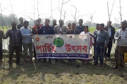 বাগাতিপাড়ায় ধানের পোকা দমনে পার্চিং উৎসব