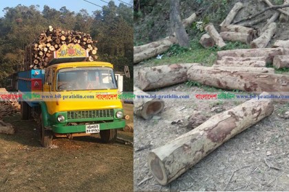 চবিতে গাছ পাচারের মহোৎসব