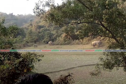 খাদ্যের সন্ধানে লোকালয়ে বন্যহাতি, আতঙ্কে এলাকাবাসী