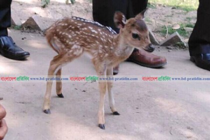 শ্যামল-শ্যমা দম্পতির ঘরে নতুন অতিথি
