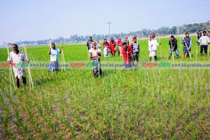 সিংড়ায় জনপ্রিয় হয়ে উঠছে পার্চিং পদ্ধতি