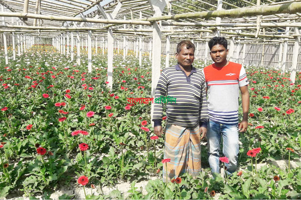 ফরিদপুরে জারবেরা ফুল চাষে সফল  দুই ভাই