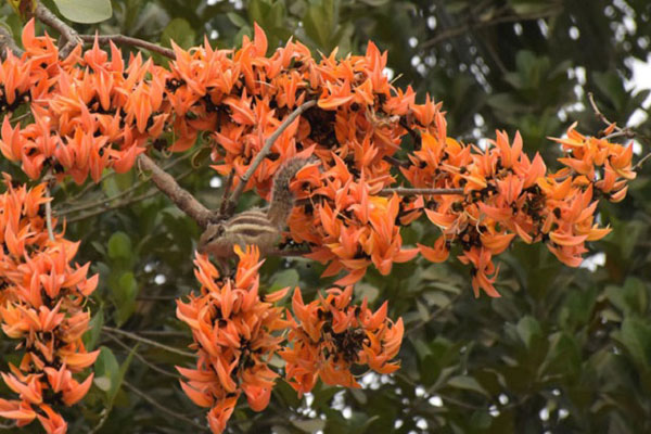 নাটোরে বসন্তের আগমনী রঙ ছড়াচ্ছে পলাশ ফুল