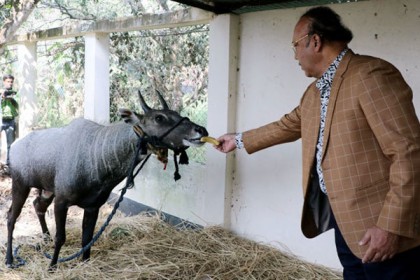রামসাগরে সঙ্গীর কাছে যাচ্ছে 'নীলগাই'