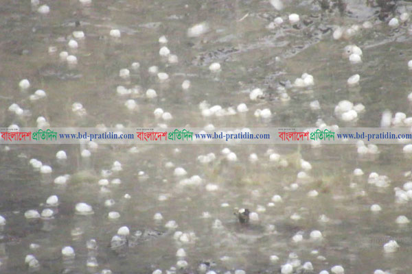দিনাজপুরের হঠাৎ গুড়ি গুড়ি ও শিলা বৃষ্টি