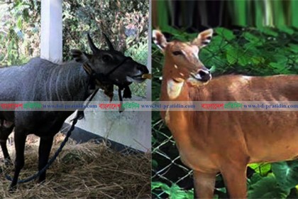রামসাগর জাতীয় উদ্যানে সঙ্গী পেল নীলগাই