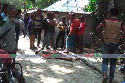 ঝালকাঠিতে গরু চোর সন্দেহে গণপিটুনিতে নিহত ১