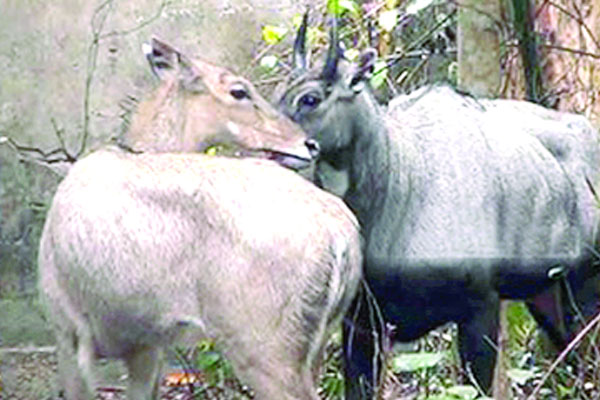 সঙ্গী পেল নীল গাই