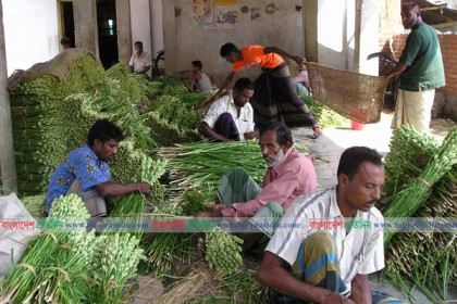 বাজার ধরতে ব্যস্ত গদখালী ও শার্শার ফুল চাষীরা