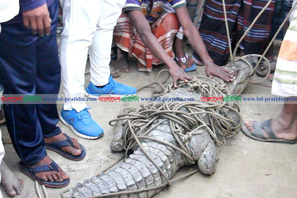পাবনায় পদ্মা নদী থেকে কুমির উদ্ধার, উৎসুক জনতার ভিড়