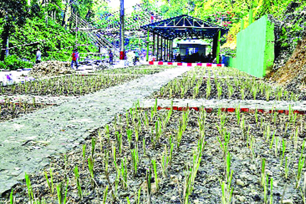 পাহাড় সুরক্ষায় বিন্না ঘাস