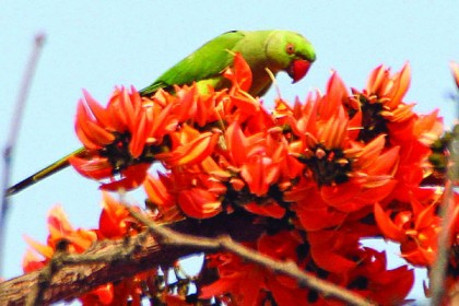 বসন্তের রঙে রঙিন রাজশাহী