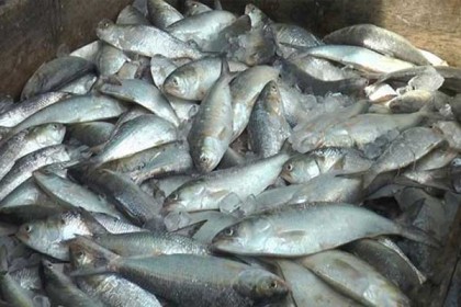 মাদারীপুরে ৫০ মণ জাটকা জব্দ