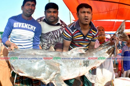পোড়াদহ মেলায় ৮২ কেজির বাঘাইড় মাছ!