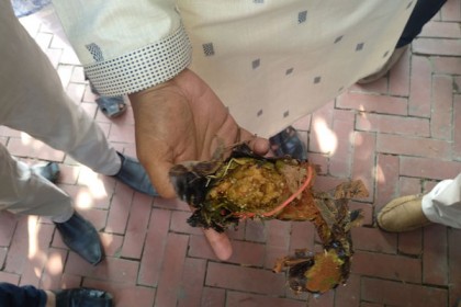 চবিতে বোমা সদৃশ বেগুন উদ্ধার