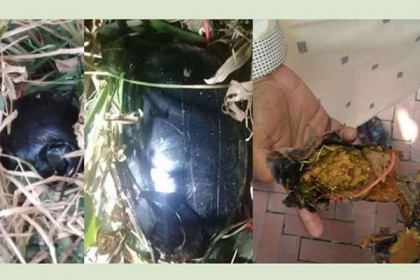 উদঘাটন হল চবির সেই 'বেগুন বোমা'র রহস্য