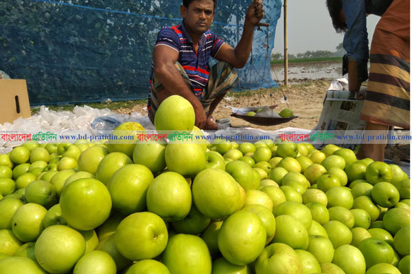 ঝিনাইদহে নিরাপদ খাদ্য উৎপাদনে পেয়ারার পর বাউকুলে সফলতা 