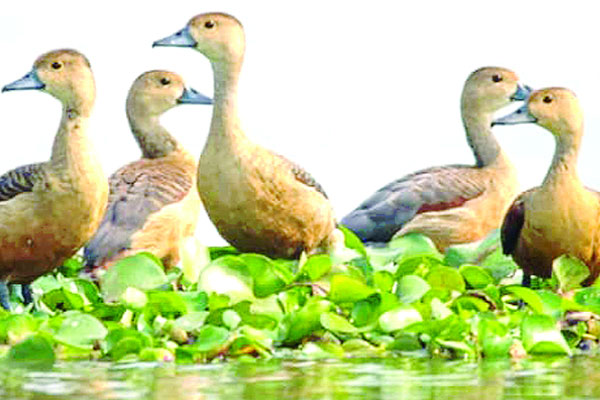 পাখির কলতানে মুখরিত জবাই বিল