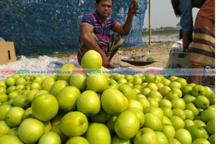 ঝিনাইদহে নিরাপদ খাদ্য উৎপাদনে পেয়ারার পর বাউকুলে সফলতা 