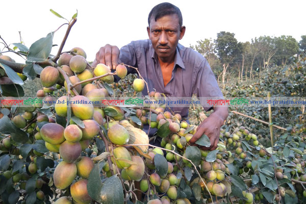 এবার ঝিনাইদহে সাড়া ফেলেছে কাশ্মীরি আপেল কুল 