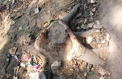 সরকারি গাছ কাটায় ১১ জনের বিরুদ্ধে মামলা