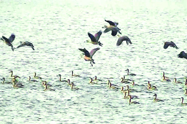 রামরায় দীঘি অতিথি পাখির কলকাকলিতে মুখরিত