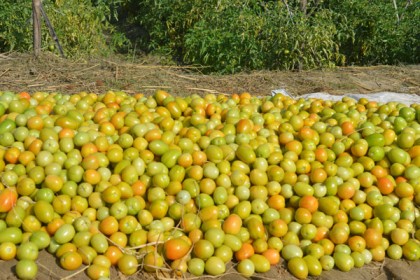 টমেটোর কেজি ২ টাকা!

