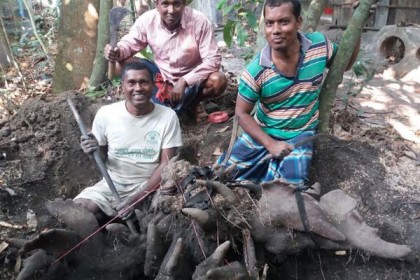 ১৪০ কেজি ওজনের মেটে আলু!  

