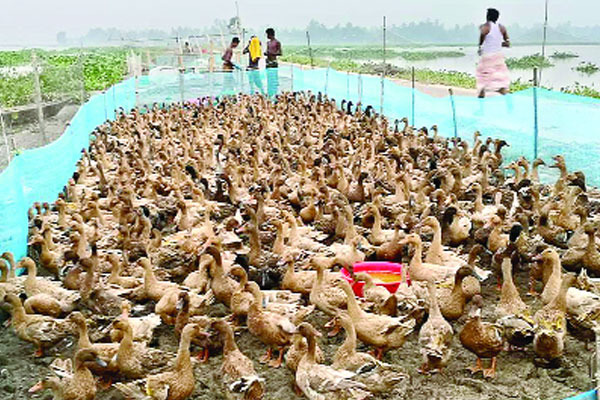 চলনবিলে হাঁসের খামার