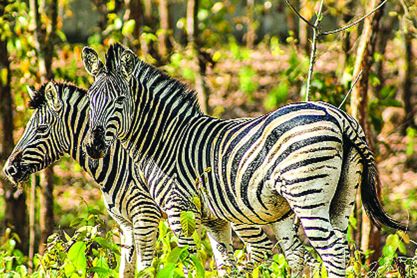 ডুলাহাজরা বঙ্গবন্ধু সাফারি পার্ক জীবজন্তুর সমাহার