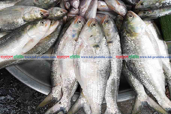 যে কারণে মেঘনা-তেতুঁলিয়ায় কমেছে ইলিশ