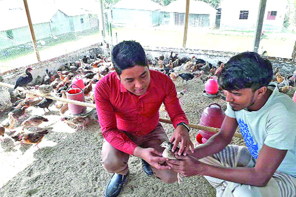 দেশি মুরগির খামার